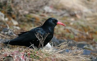 Le tourisme ornithologique