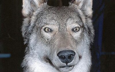 Im Bann der Emotionen