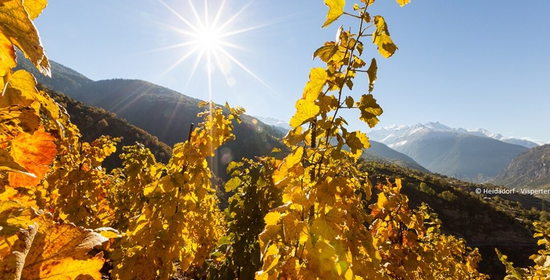 Profil actuel de l’adepte du vélo / VTT en Valais