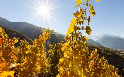 Profil des Velo-/MTB-Freunds im Wallis