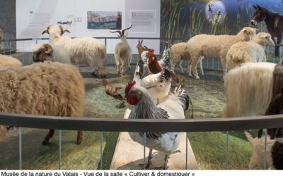 Cartographie du tourisme valaisan: les musées