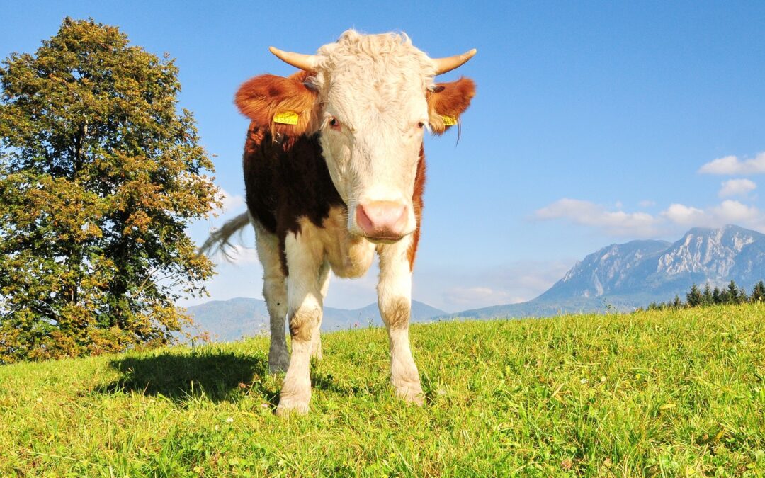 Post-Covid: Nachhaltiger Aufschwung des Agrartourismus?