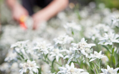 Der Datenaustausch revolutioniert das Reisen