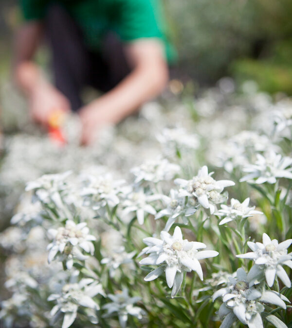Der Datenaustausch revolutioniert das Reisen